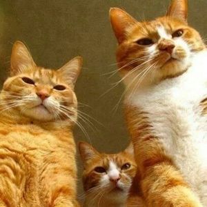 Meet your Posher, Antonina